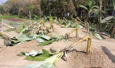 নওগাঁর রাণীনগরে সাবেক এমপির আনোয়ার হোসেনের ৯০ টি কলাগাছ কেটেছে ছয়লাপ