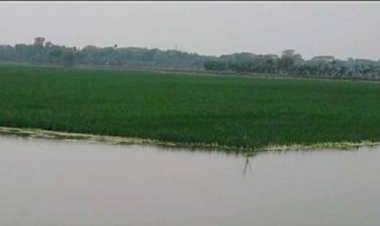 কেশবপুরে খতিয়াখালী বিলে জলাবদ্ধতায় প্রায়  ১৮০ বিঘা বোরো ধানের উৎপাদন হুমকির মুখে