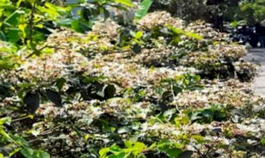 অনাদর আর অবহেলায় গ্রাম-গঞ্জে জন্মানো ভাটিফুল আজ বিলুপ্তির পথে