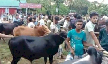 শিবপুরে বিনা অনুমতিতে প্রতিবছরই গরুর হাট বসান রাখিল
