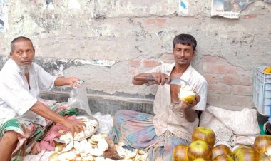 আত্রাইয়ে তালের শাঁস বিক্রি করে সংসার চলে