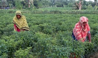 নওগাঁয় কাঁচামরিচের দাম১৫০-২০০ পেয়ে কৃষকের মুখে হাসি