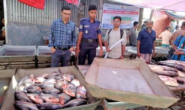 বুড়িচংয়ে নিষিদ্ধ পিরানহা বিক্রিতে জরিমানা; ৫০ কেজি মাছ এতিমখানায় বিতরণ