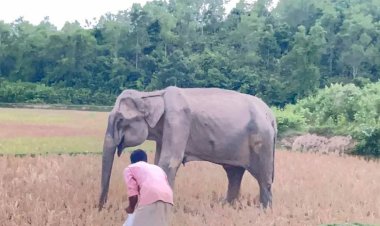 নাইক্ষ্যংছড়িতে অসুস্থ মা হাতি, পাশে ঘুরছে শাবক