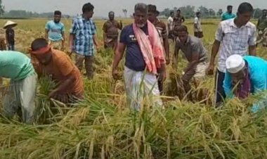 ৪৮ নওগাঁ-৩ আসনের এমপি ফজলে হুদা বাবুল কৃষকের পাকা ধান কেটে দিলেন