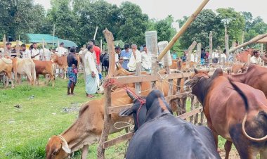 বাইশারীতে অস্থায়ী পশুর হাট নিয়ে উত্তেজনা, প্রশাসনের হস্তক্ষেপ দাবি!