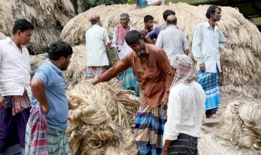 পাটের দামে খুশি রাজশাহীর কৃষক
