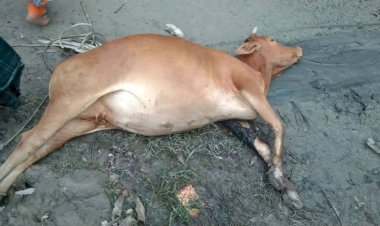 গলাচিপায় ভুল চিকিৎসার অভিযোগে প্রাণ গেল গাভিন গরুর, কান্নায় ভেঙে পড়লেন খামারি