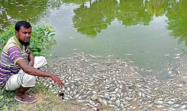 নওগাঁর পোরশায় রাতের অন্ধকারে  পুকুরে বিষ দিয়ে মাছ নিধন,প্রায় লক্ষাধিক টাকার ক্ষতি
