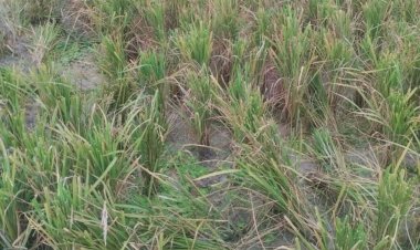নওগাঁর মহাদেবপুর সিদ্দিকপুর মাঠে রাতের আঁধারে ৮ বিঘা জমির পাকা ধান কেটে নেওয়ার অভিযোগ