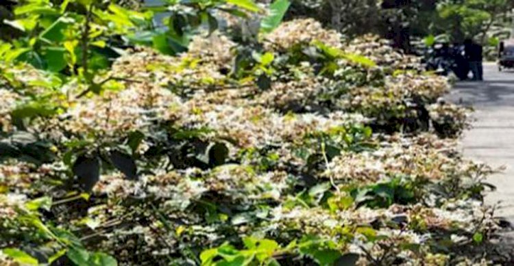 অনাদর আর অবহেলায় গ্রাম-গঞ্জে জন্মানো ভাটিফুল আজ বিলুপ্তির পথে