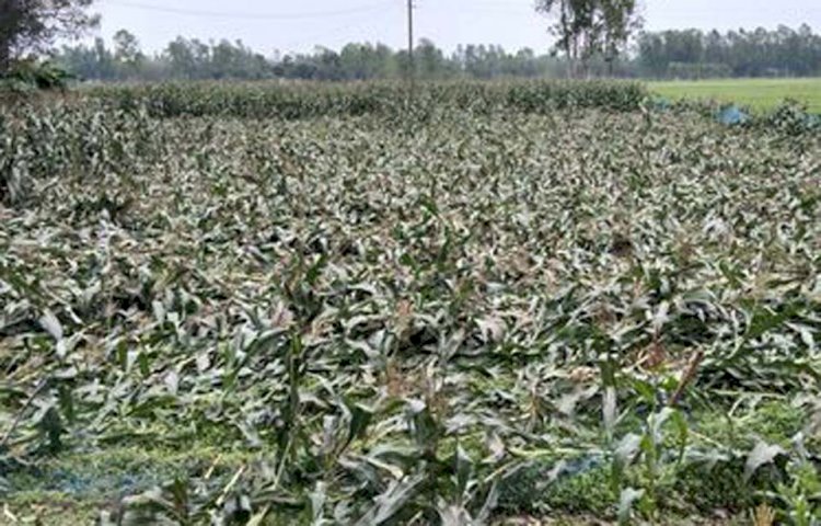 ঝিনাইগাতীতে ঝড়ে লন্ডভন্ড হয়ে গেলো ভুট্রা চাষী তারার স্বপ্ন!