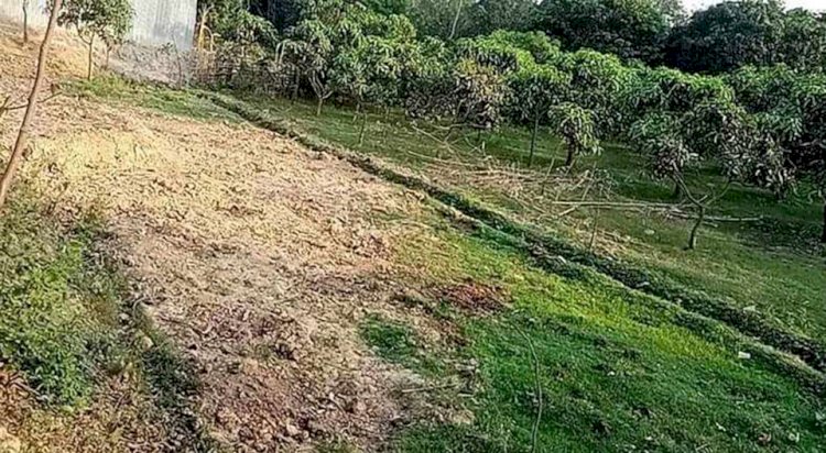 নওগাঁর সাপাহারে আদিবাসী মঙ্গল টুডু নামে এক কৃষকের  আম বাগানের গাছ কর্তনের অভিযোগ