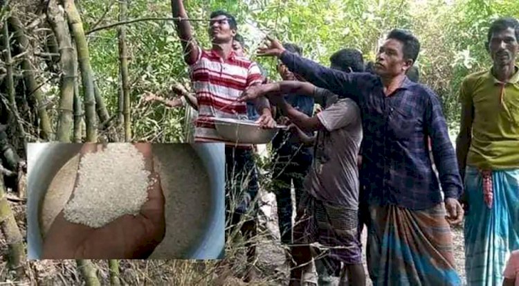 দিনাজপুরে বাঁশের ফুল থেকে চাল, হচ্ছে ভাত-পোলাও