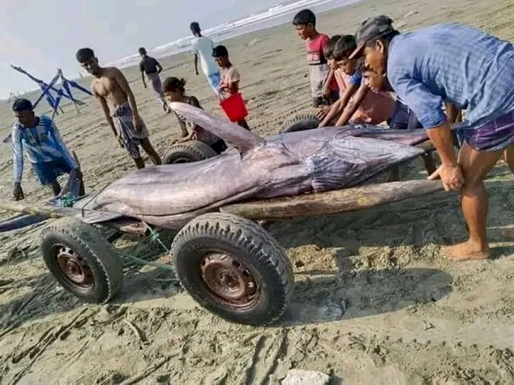 টেকনাফে জেলের জালে  ধরা পড়েছে ১০ মণ ওজনের তলোয়ার মাছ