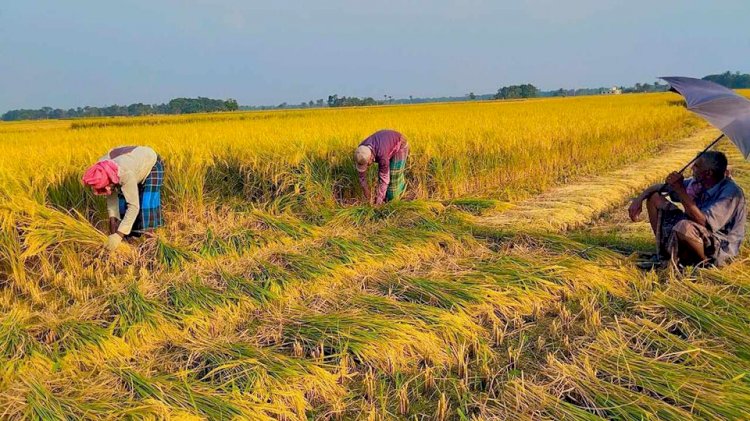 বুড়িচংয়ে দাবদাহ উপেক্ষা করে ধান কাটতে ব্যস্ত কৃষক