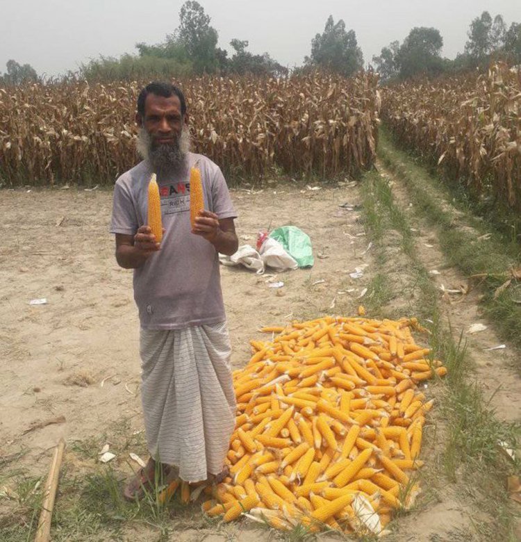 চিরিরবন্দরে কৃষক স্বপ্ন বুনছেন ভুট্টা চাষে!