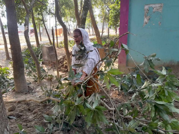 বুড়িচংয়ে তুচ্ছ ঘটনাকে কেন্দ্র করে জোরপূর্বক গাছ কাটার অভিযোগ
