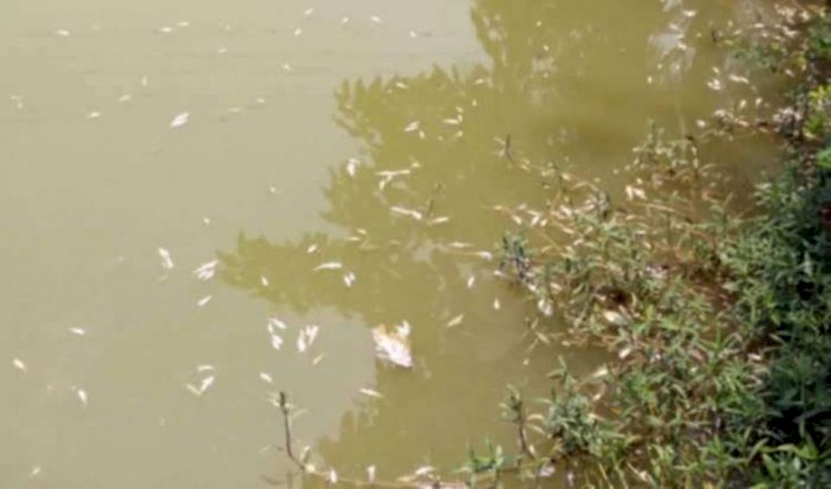 নওগাঁয় যুবদলের নেতা আনোয়ারের পুকুরে বিষ দিয়ে প্রায় ১৫ লাখ টাকার মাছ নিধনের অভিযোগ