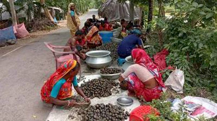 নড়াইলে পরিবেশ অধিদপ্তরের নিষেধাজ্ঞা অমান্য করে খাল-বিলসহ বিভিন্ন জলাশয় থেকে অবাধে শামুক-ঝিনুক আহরণ