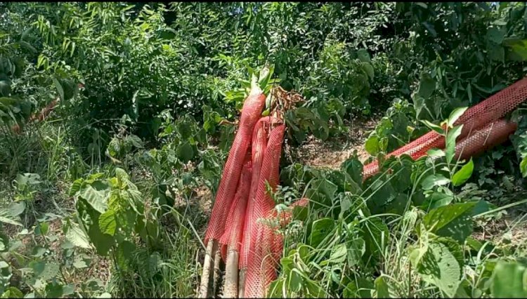 রাজশাহীর গোদাগাড়ীতে আমবাগানের ১০১টি গাছ কেটে সাবাড়, থানায় মামলা