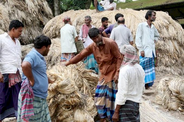 পাটের দামে খুশি রাজশাহীর কৃষক