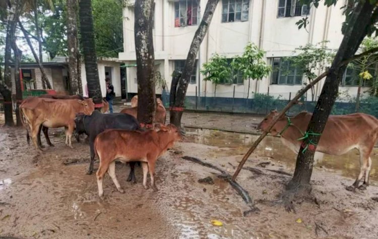নাইক্ষ্যংছড়িতে থানা পুলিশের অভিযানে ১০টি মালিকবিহীন বার্মিজ গরু আটক!