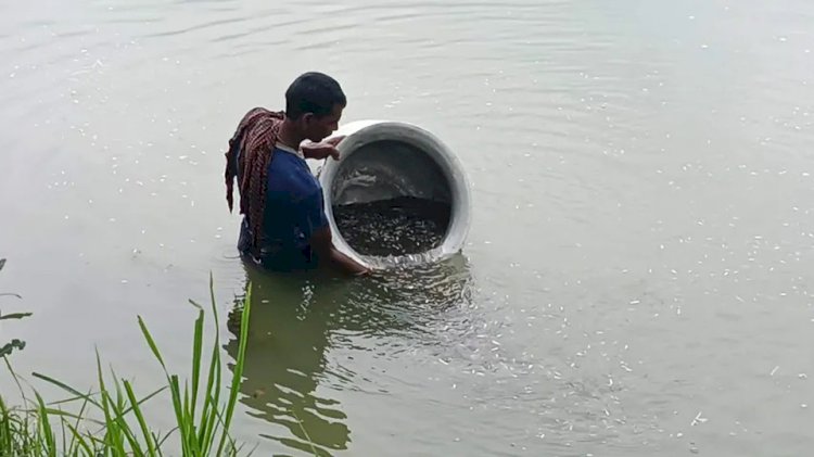 বালিয়াকান্দিতে মিশ্র মৎস্য চাষে ঝুঁকেছেন কৃষক নিজামুদ্দিন