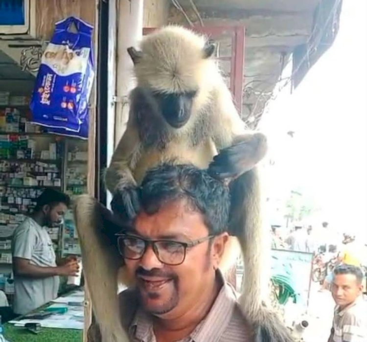 কেশবপুরে ফার্মেসিতে এসে কাঁধের ক্ষত দেখিয়ে চিকিৎসা নিল হনুমান