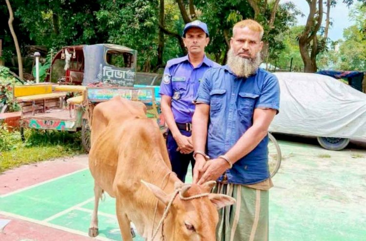 নওগাঁ সদর বাঙ্গাবাড়িয়া এলাকা থেকে চুরিকরা গরু নিয়ে পালানোর সময় বেলাল নামে এক গরুচোর গ্রেফতার