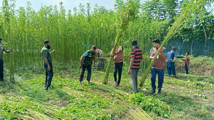 কেশবপুরে আনসার-ভিডিপি'র সদস্যারা স্বেচ্ছাশ্রমে দরিদ্র কৃষকেের পাকা পাট কেটে দিলেন