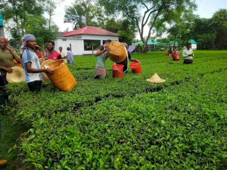 সীমান্তের চা-বাগান ও ঐতিহ্যবাহী আমগাছ দেখতে বালিয়াডাঙ্গীতে মার্কিন রাষ্ট্রদূত