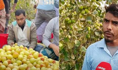 বগুড়ার শাজাহানপুরে বাণিজ্যিক বড়ই চাষে তরুণ উদ্যোক্তার সাফল্য : স্বল্প পুঁজি বিনিয়োগে ৯ মাসে ১০ গুণ মুনাফা, বদলাচ্ছে কৃষির চিত্র