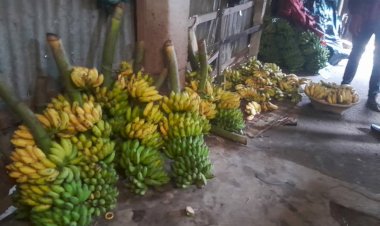 বিষাক্ত কেমিক্যালে পাকানো হচ্ছে কলা, দেখার যেন কেউ নেই