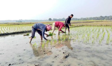 নড়াইলে বেড়েছে বোরো ধানের আবাদ