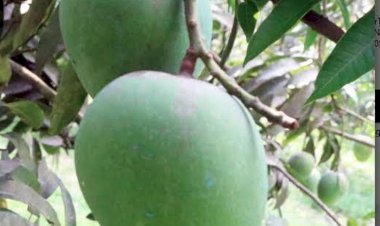 রাজশাহীতে আমের বাম্পার ফলনের আশা কৃষকের