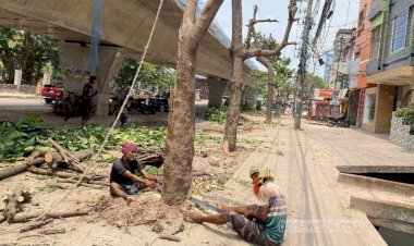 রাজশাহীতে কাটা হল ৩০ কাঠবাদাম গাছ