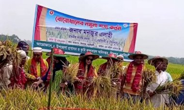 নরসিংদীর শিবপুরে চলতি মৌসুমে বোরো ধানের নমুনা শস্য কর্তন উৎসবের উদ্বোধন