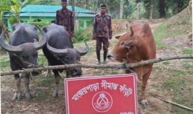 কুরবানের ঈদকে সামনে রেখে ঘুমধুমের মঞ্জয়পাড়া সীমান্ত দিয়ে গরু পাচার শুরু