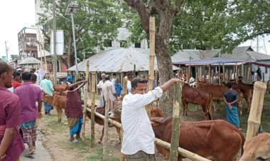 বুড়িচংয়ে অনুমোদনহীন পশুর হাট, বিপুল রাজস্ব হারাচ্ছে সরকার