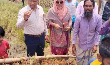 নরসিংদীর শিবপুরে বাম্পার ফলনেও হতাশ কৃষক   দ্বিগুন দামেও শ্রমিক মিলছে না