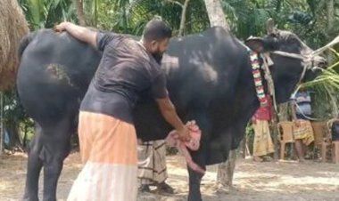 কালো মানিকের দাম হাঁকাচ্ছে ২২ লক্ষ