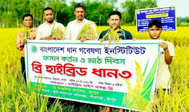 রংপুরে জনপ্রিয় হচ্ছে উচ্চ ফলনশীল ব্রি হাইব্রিড ৩ জাতের বোরো ধান