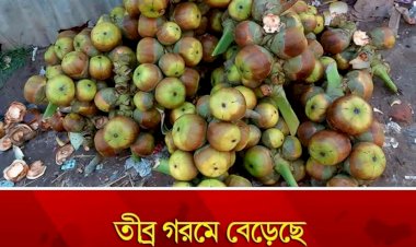 তীব্র গরমে বেড়েছে তালের শাঁসের চাহিদা
