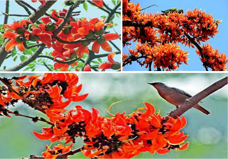 গাছে ফুল ফুটুক বা না ফুটুক আজ পহেলা ফাল্গুন