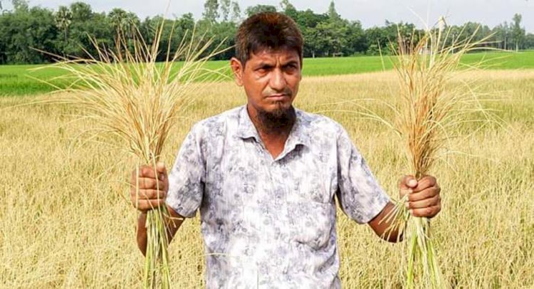 নওগাঁর রামনারায়নপুর গ্রামের রাসায়নিক বিষ প্রয়োগে কৃষকের ধান ক্ষেত নষ্টের অভিযোগ