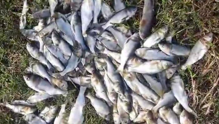 নওগাঁর ধামইরহাটে পুকুরে বিষ প্রয়োগ করে মাছ নিধনের অভিযোগ