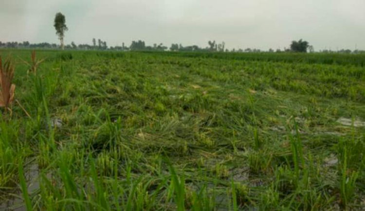 নওগাঁয় পূর্বে শত্রুতার জেরে জমির গামড় কাঁচা ধান কেটে বিনষ্ট করায় প্রায় ৫০ হাজার টাকা ক্ষতি অতঃপর   থানায় অভিযোগ