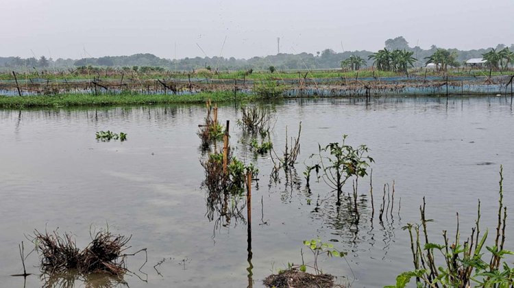 নড়াইলে বর্ষা মৌশুমে কয়েক দফা ভারী বর্ষনে মৎস্য ও কৃষি খাতে ক্ষতি শত কোটি টাকা
