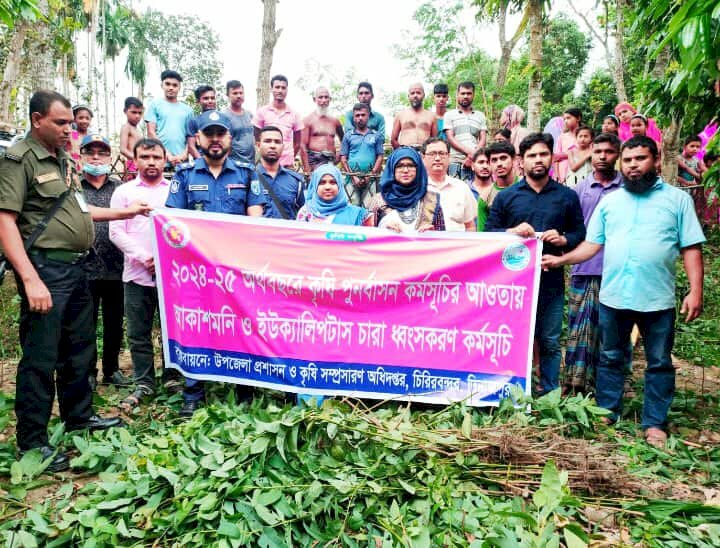 চিরির বন্দর উপজেলায় পরিবেশের জন্য ক্ষতিকর ২৫ হাজার ইউক্যালিপটাস গাছের চারা ধ্বংস করা হয়েছে।